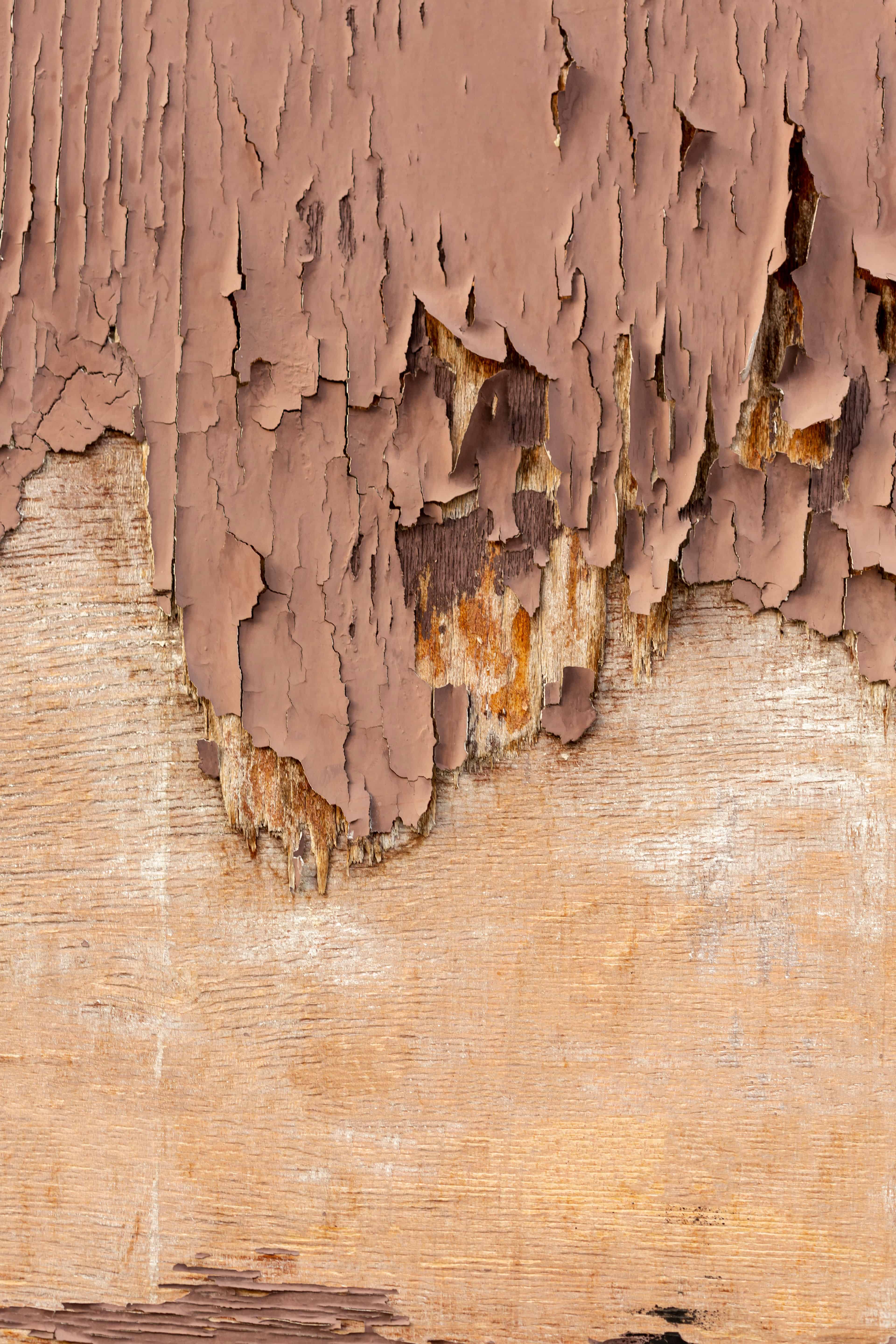 Dry Rot Repair image